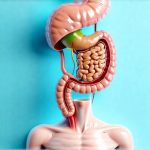 Can a Consistent Wake-Up Time Help Regulate Digestion?