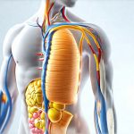 Can Your Body Adapt to Fiber Over Time?