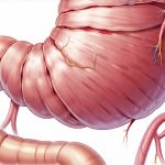 Daily Routines That Reduce Fermentation In The Colon