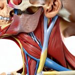 GERD and Muscle Twitching in the Throat Area