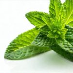 Herbal Support Options For Low-Level Bloating