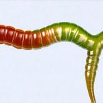 How digestive enzyme tests can explain food issues