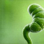 How Digestive Enzymes Differ From Probiotics