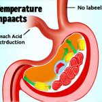 How Food Temperature Impacts Stomach Acid Production