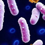 How stool bacteria ratios reflect digestive efficiency