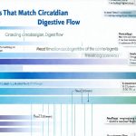 Meal Timelines That Match Circadian Digestive Flow