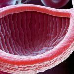 The Role of Collagen in Esophageal Tissue Healing