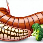 Daily Digestive Diet Routine for IBS and Constipation