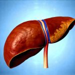 The Connection Between Toxin Buildup In The Liver And Feelings Of Digestive Discomfort