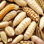 The Role Of Fermented Grains In Supporting Gut Flora And Energy Levels