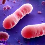 The Science Behind Butyrate-Producing Bacteria And Their Benefits
